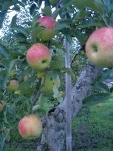 モモの次は・・・