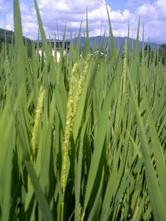 稲穂が頭を出し始めました。