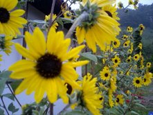 パンフレットの写真