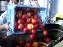 紅玉がお酒（シードル）へ・・・