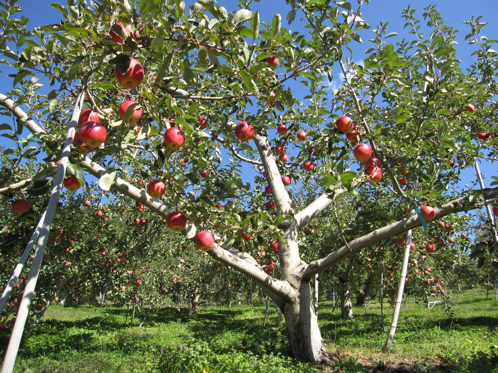 のどが渇いたのか？