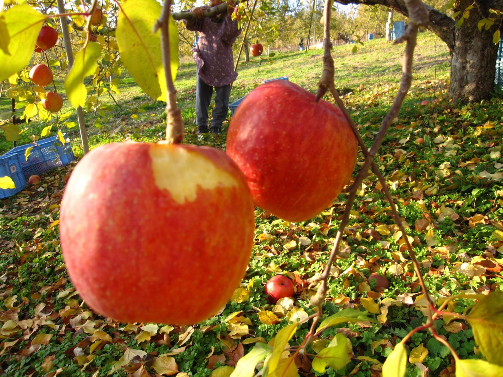 実っているリンゴをそのまま・・・