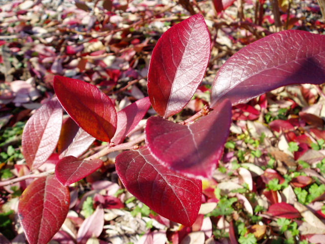 冬のブルーベリー園！