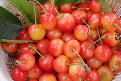 ただいま、さくらんぼ狩りの真っ最中です