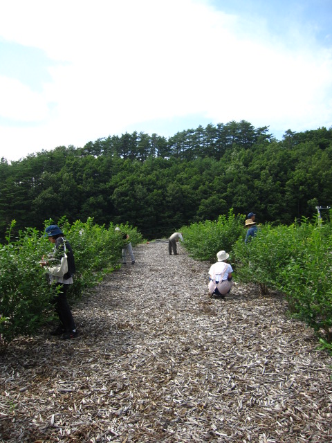 愛知県よりブルーベリー狩りに来て下さいました。