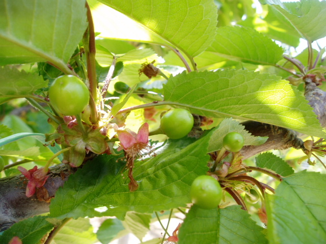 今年度のサクランボ狩り、ブルーベリー狩りについて