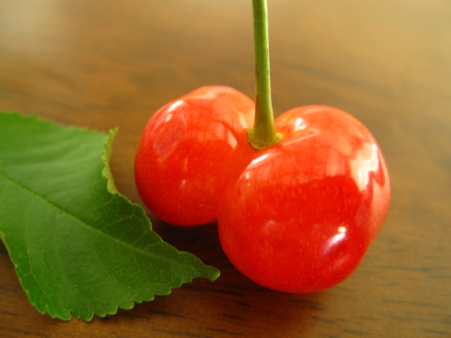 サクランボ園にて