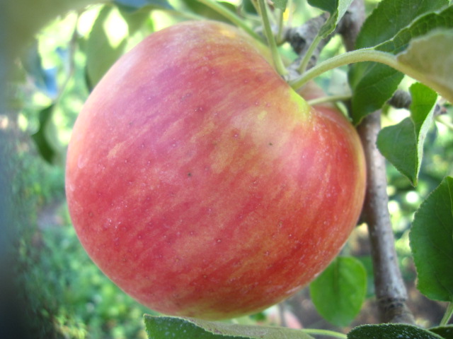「つがる」収穫開始！