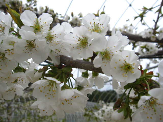 満開のサクランボの花（紅秀峰）