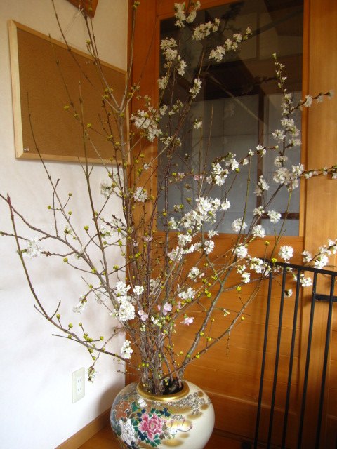 桜が咲きました！
