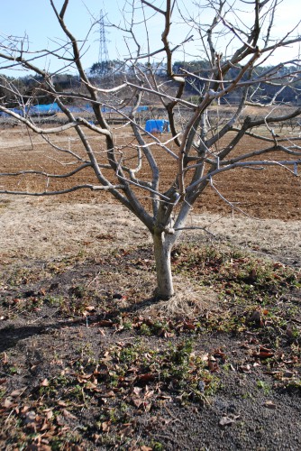 柿（市田柿）へ、鶏糞（有機質）を撒きました。