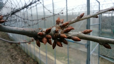 サクランボ園でも