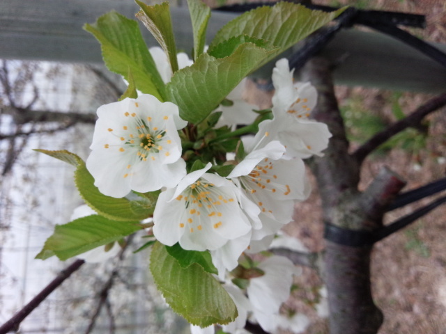 さくらんぼの花咲きました！