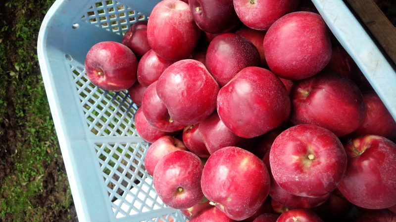 紅玉の収獲＆東京農業大学学生受け入れ
